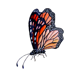 亮橙色蝴蝶的水彩绘画