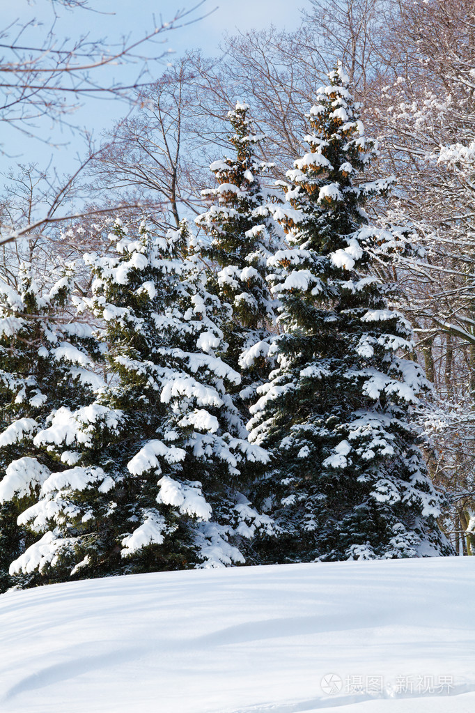 在冬季森林雪松树