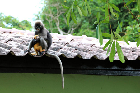 猿花摄影图 猿花图片大全 猿花照片 摄图新视界
