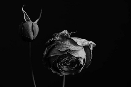 两朵黑白相间的玫瑰花摄影图