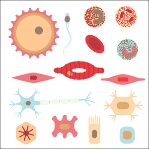 不同的细胞类型