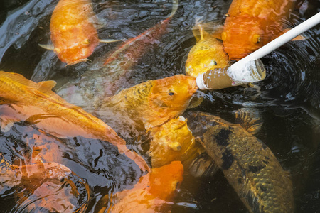饲养锦鲤金鱼使用奶瓶在成都中国