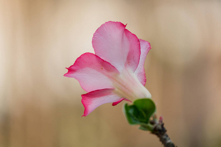 花园里的美丽的杜鹃花花