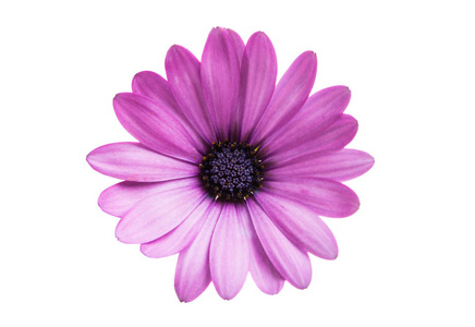 Osteospermum 隔离