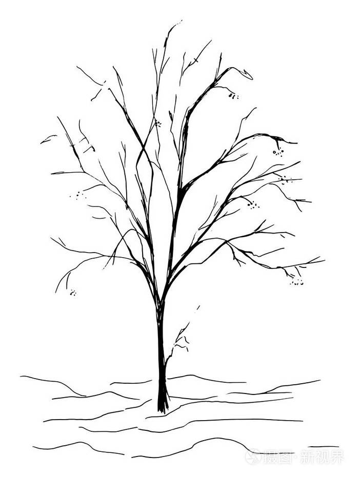 丰富的线条画大树简单图片