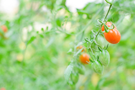 植物在农场的新鲜红番茄
