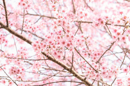 粉红色花朵的柔和模糊