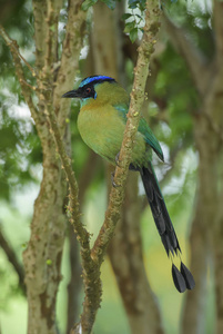 蓝冠 MotmotMomotus momota, 美丽多彩的 Motmot 来自中美洲森林, 哥斯达黎加