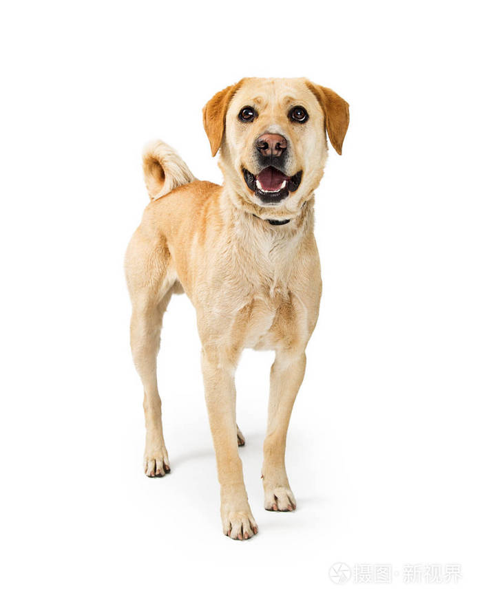 中等尺寸拉布拉多猎犬杂交犬站在白色背景上照片-正版商用图片0n49c7