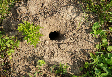秋天的花园里的老鼠洞照片