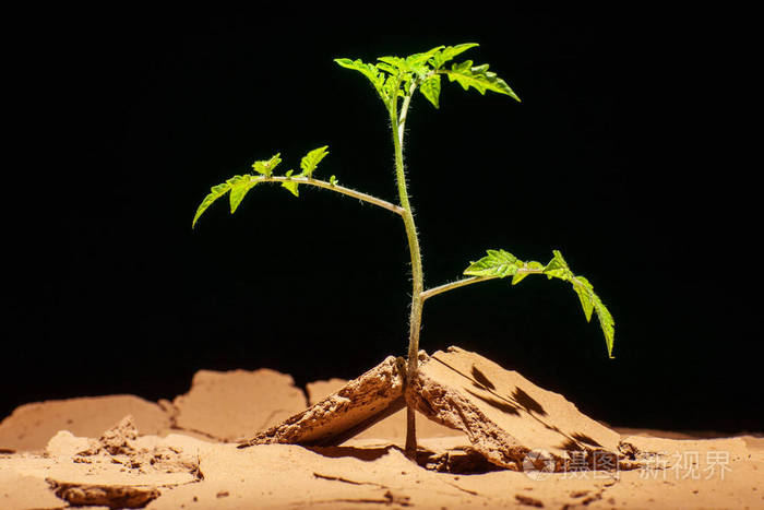 苗沙漠沙漠植物西红柿在石头和裂缝
