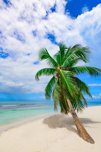 度假村海滩棕榈树海