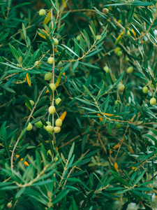 橄榄枝与水果。橄榄树园林和花园在黑山