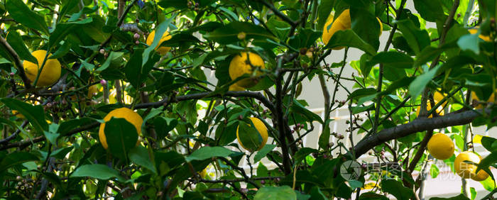 成熟的柠檬挂在树上
