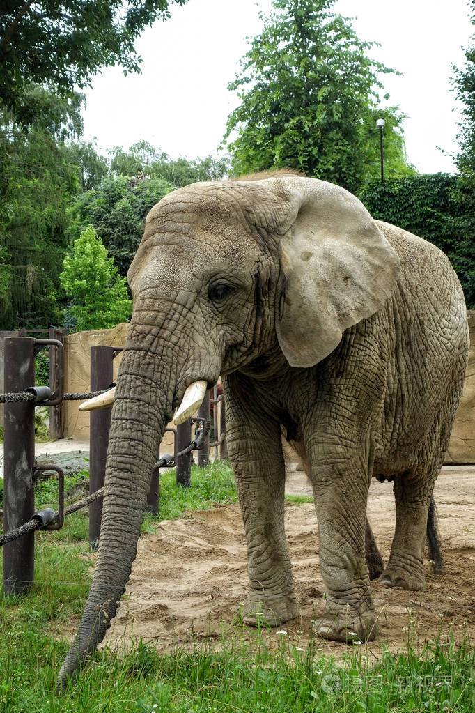 动物特写摄影.非洲大象走路慢一步
