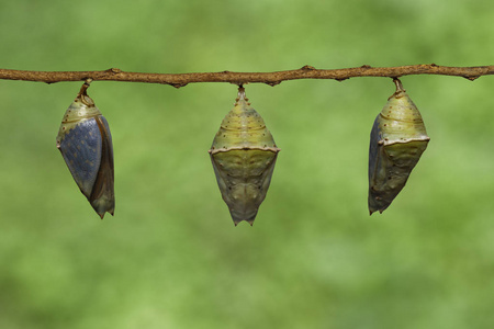 蝶蛹的普通大公鸳鸯 (lexias 中 j照片