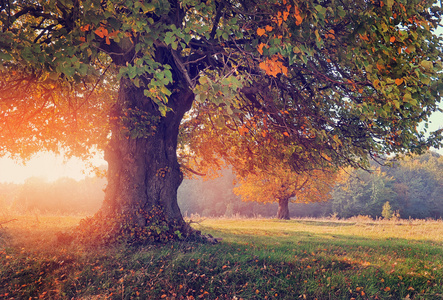 秋季景观树在阳光下