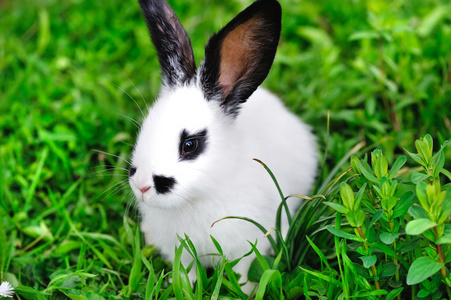 婴儿白兔子在草丛中