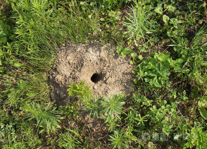 秋天的花园里的老鼠洞