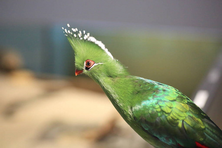 利文斯通的 turaco Tauraco livingstonii 在非洲