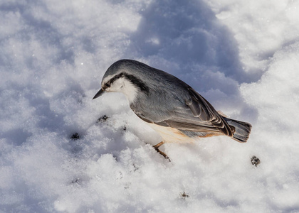 鳾饲喂种子在冬天在雪地上