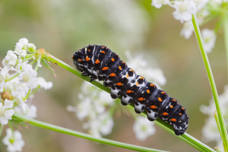 凤蝶 machaon 卡特彼勒