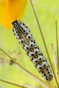 凤蝶 machaon 卡特彼勒