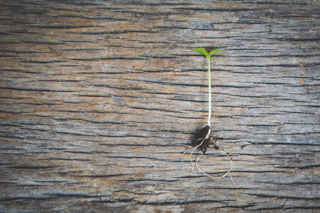 绿色的植物木背景和复制空间