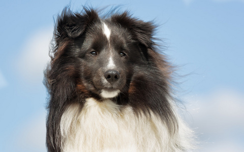 设得兰群岛牧羊犬在户外