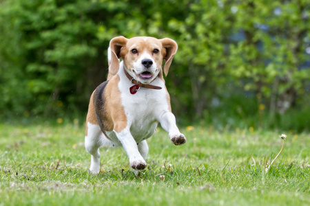 在自然户外跑步比格犬