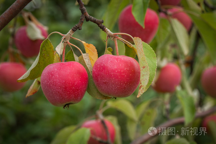 成熟的苹果在树上