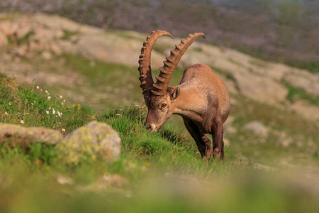 Ibex，勃朗峰范围法国