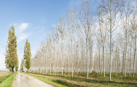 白杨小树林和国家道路图片