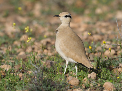 奶油色骏马, Cursorius cursar