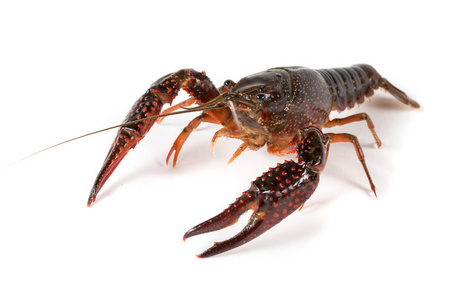 原料小龙虾图片