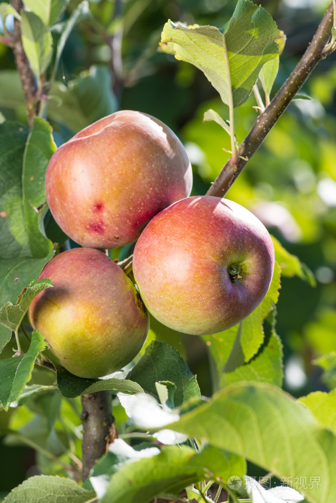 三个成熟的苹果照片-正版商用图片0n5640-摄图新视界