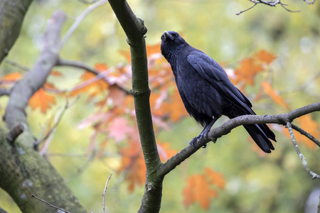 背景树上的乌鸦鸟