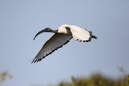 神圣宜必思酒店，threskiornis aethiopicus