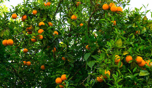 花园里的橘子图片