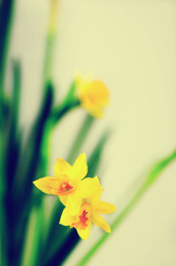 亮黄色的水仙花, 水仙。春天和复活节。文本的可用空间