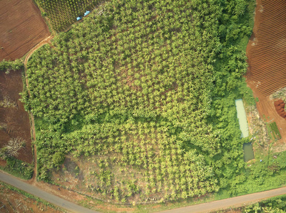 空中无人机查看香蕉种植园柬埔寨
