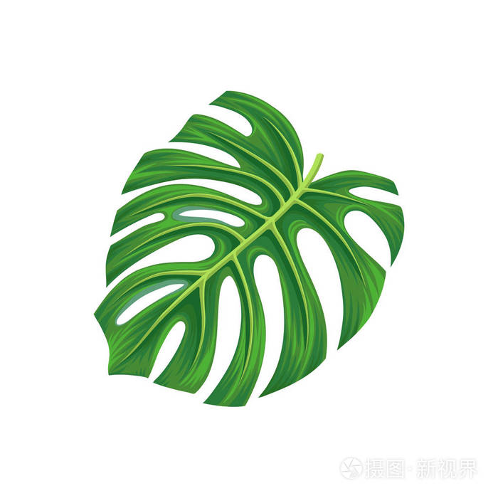 龟背竹棕榈树的叶子, 外来植物向量例证