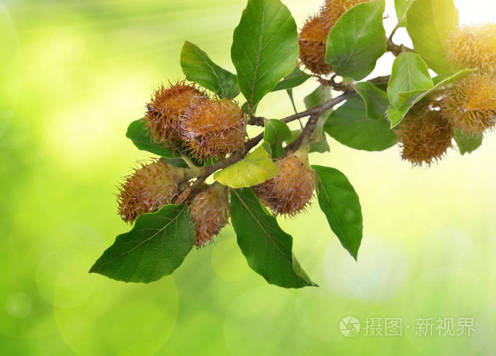 山毛榉山毛榉科