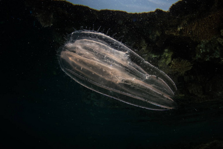利基亚拉贾安帕梳果冻照片