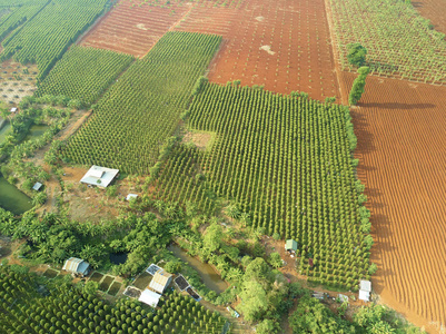 空中无人机查看香蕉种植园柬埔寨