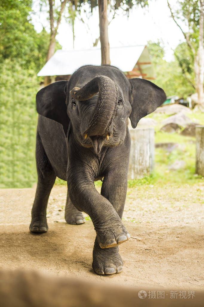 跳舞的大象照片-正版商用图片0n5jda-摄图新视界