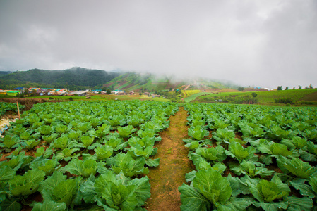 Phutubberk 在泰国蔬菜花园