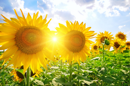 全景景观与蓝蓝的天空阳光灿烂的日子在蓝蓝的天空中白色蓬松的云彩