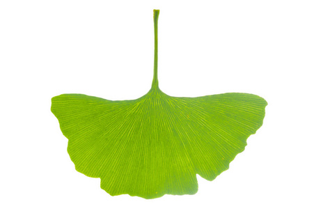 银杏单叶分离白色背景照片