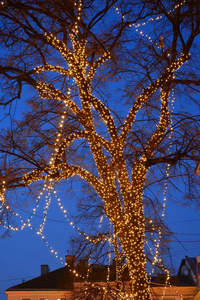 在夜晚的城市, 有发光灯的花环的树。圣诞节和
